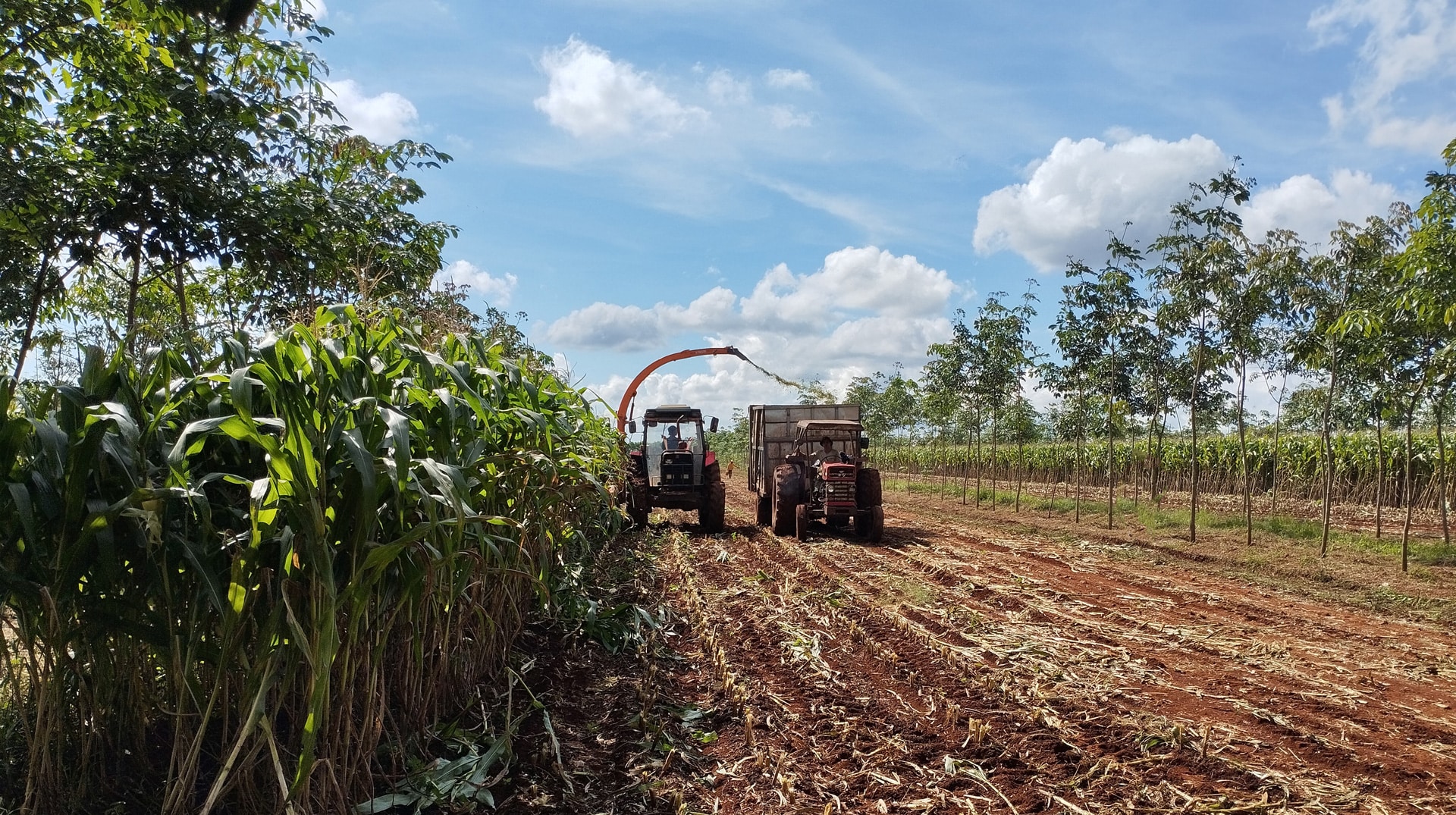 2.-PY-BIO-thu-hoạch-bắp-cung-ứng-cho-THACO-AGRI